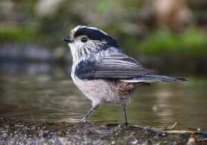 Ave en el Valle del Jerte