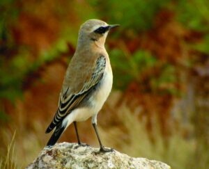 Ave en el Valle del Jerte