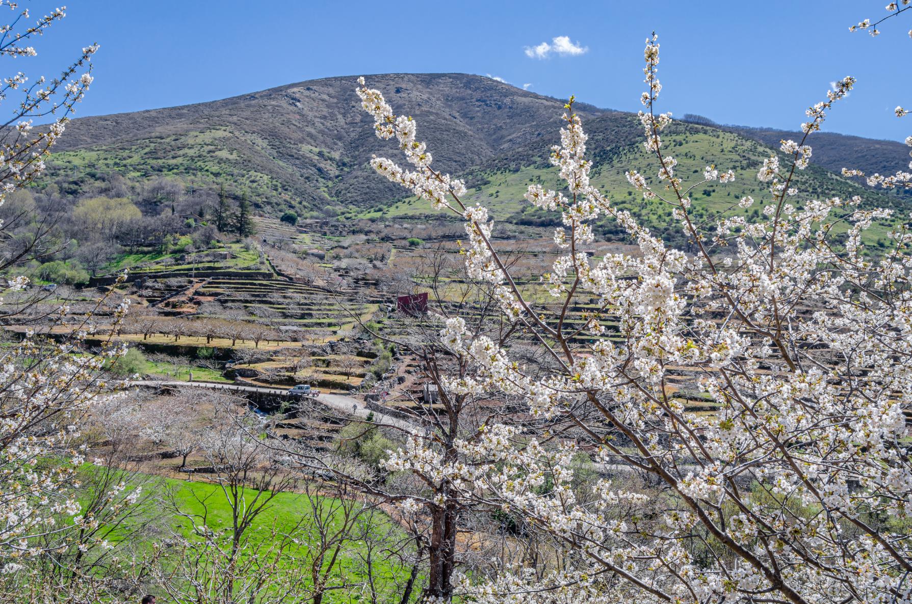 Vive el Valle del Jerte, Premio Nacional de turismo 2025