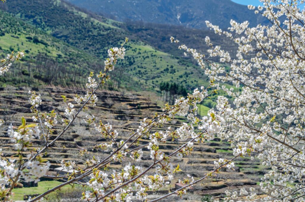 Cherry blossoms jerte valley spain (2)